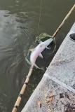 山東滕州荊河公園捕到鱷雀鱔 網(wǎng)友：鱷雀鱔吃水中其他同類(lèi)