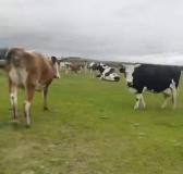 牧场54头牛被偷 偷牛者发自拍宣传 熟人作案损失惨重