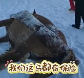 13匹马被冻在冰面下 冬季冰面危机警示