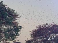 佛山一地近俩月天降大量“鸟屎雨” 家燕聚集扰民