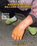 派出所回應女子被多只狗咬成重傷：狗主人已到案