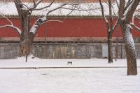 北京多地雪景：故宫颐和园银装素裹！