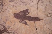 玻利維亞發(fā)現(xiàn)1.66萬個恐龍腳印 全球規(guī)模最大足跡群