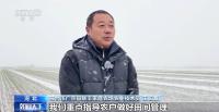 直擊寒潮下的農(nóng)作物“保衛(wèi)戰(zhàn)” 科學防寒保豐收