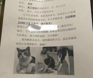 女孩20分钟找回悬赏2000元的走失猫咪 女儿爱心获赞