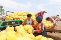 安徽省委书记喊你“吃瓜” 金丝绞瓜成消费新宠