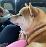 飞机上到处求摸摸的社交悍匪小狗 拼车变按摩之旅