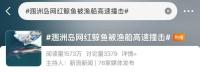 布氏鲸被渔船撞击受伤最新进展 渔民参与生态义工服务