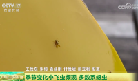 甭怕！北京这些小飞虫无大碍