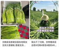 “河南蒜薹滞销弃收”不实 官方辟谣澄清真相