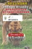 上海野生動物園回應(yīng)老虎吃草 正常行為無需擔(dān)憂