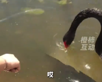 女生無障礙溝通黑天鵝撈起落水反光板 網(wǎng)友：感覺真聽懂了