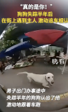 狗狗失蹤半年后遇到主人追車相認(rèn)
