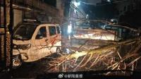 上海300多株倒伏树木一夜清零 绿化市容队伍高效处置