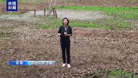 印尼旱情加剧 一湖泊近乎干涸 厄尔尼诺影响显现