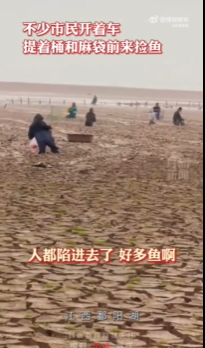 官方回应市民到鄱阳湖捡鱼