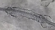 尾巴超长，云南发现2.44亿年前“长尾红河龙”化石