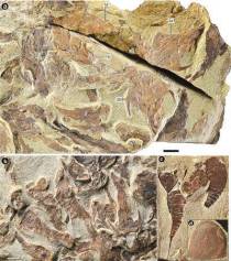 4.4亿年前鱼类化石，揭开生命演化奥秘