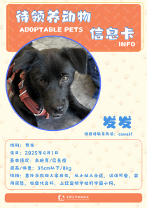 发发-狗-2025年4月