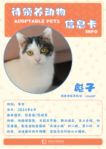 彪子-猫-2024年6月