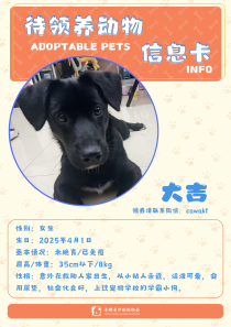 大吉-狗-2025年4月