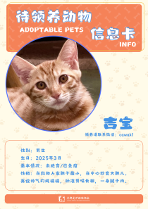 吉宝-猫-2025年3月