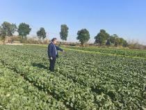 爱心企业认购3000斤上海青，“青警蔬菜园”帮助村民在家门口增收