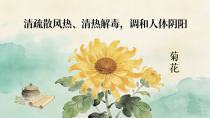 清疏散风热、清热解毒，调和人体阴阳——菊花