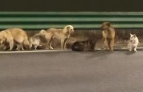 感动全网的“汪汪队”！同村7只狗被偷，结伴逃亡17公里回家，其中一只疑似受伤被其他小狗护在中间，救助基地：它们是邻居，一直一起玩耍