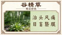 治风头痛、明目退翳——谷精草