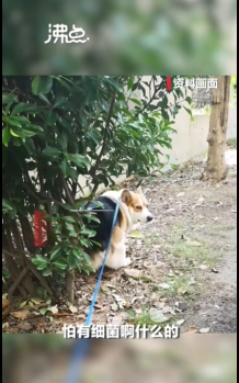 上海一小区宠物狗被扑杀 居委会回应