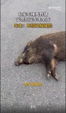 私家车撞死野猪 车主被判定全责 无奈接受结果