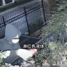 81岁老人被人深夜放滴血羊头恐吓 独居者安全引关注