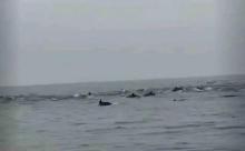 深圳一海域惊现海豚群 壮观场面引关注