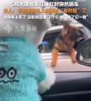 狗主人回应德牧等红绿灯突然跳车：很快弄上车了，没影响交通