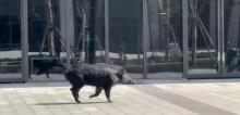 上海一头野猪在街头狂奔 惊现青浦金泽镇
