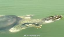 比大熊猫更濒危的动物全国仅1只 最后斑鳖孤独生存