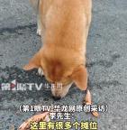 流浪狗憑“乖”讓自己吃飽飯 攤位間的小明星