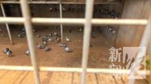 23只賽用信鴿被盜市場估值超50萬 蟊賊識貨斷羽盜鴿