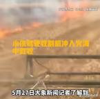 男子開收割機(jī)沖進(jìn)起火麥田搶收 00后勇?lián)?zé)任