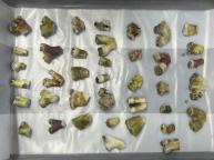 海關(guān)查獲旅客攜帶瀕危石珊瑚進(jìn)境案 39株活體被截獲