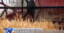 鹽分降一半多 產(chǎn)量漲25% 看鹽堿地如何變身“豐收田”