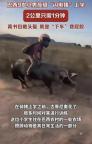 男孩騎豬上學(xué)2公里路程僅需1分鐘 豬的驚人速度