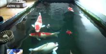 北京一男子將地下室改成錦鯉池，樓上鄰居要求徹底拆除 養(yǎng)魚池引發(fā)鄰里糾紛