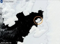 南極冰山斷裂后，科學(xué)家發(fā)現(xiàn)一種極其罕見的“透明”生物