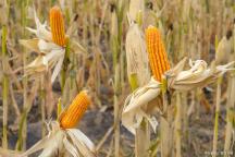 玉米涨开花了！11月16日玉米报价 涨价风暴来袭