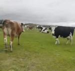 牧场54头牛被偷 偷牛者发自拍宣传 熟人作案损失惨重