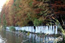 湖南烈士公园树木涂白作业基本完成 为树木筑牢越冬“防护墙”