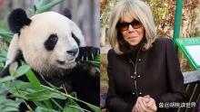 法国第一夫人亲自当大熊猫圆梦教母 熊猫情缘续写新篇章