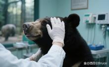 动物园黑熊袭击饲养员 无人伤亡 表演压力引关注